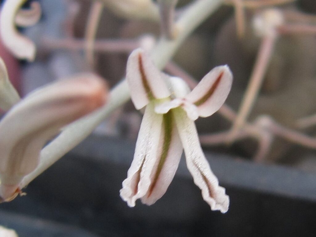 Haworthia attenuata flower