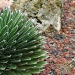 AGAVES