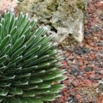 AGAVE