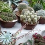 Plantas crasas con flores