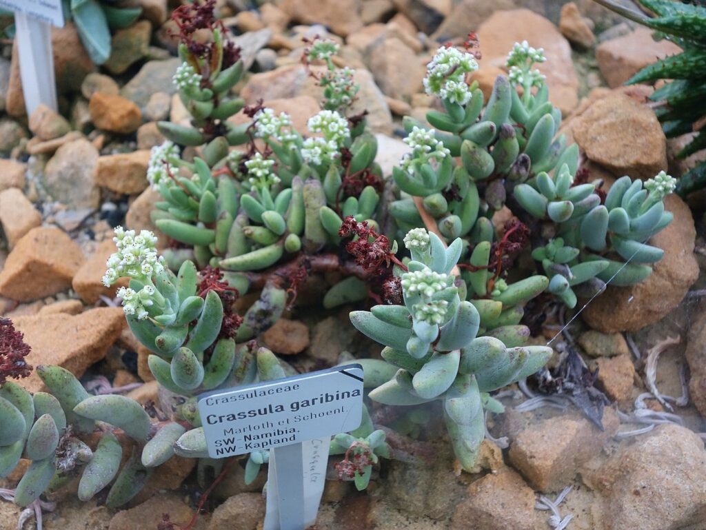 Crassula garibina