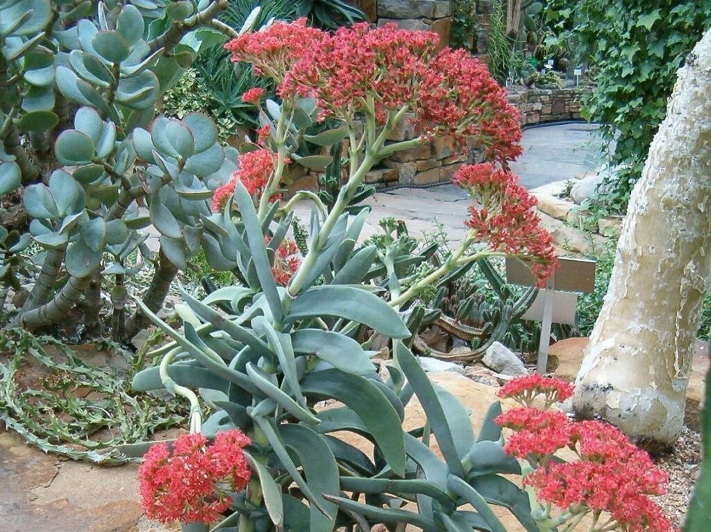 Crassula perfoliata minor