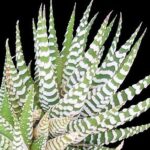 Haworthiopsis attenuata