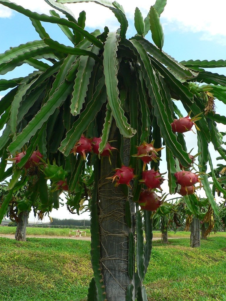 ⫸ Pitahaya - El Cactus del Dragón. www.PlantasCrasas.net