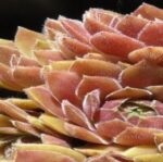 SIEMPREVIVAS AMARILLAS