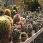 GUARDERIAS DE PLANTAS CRASAS