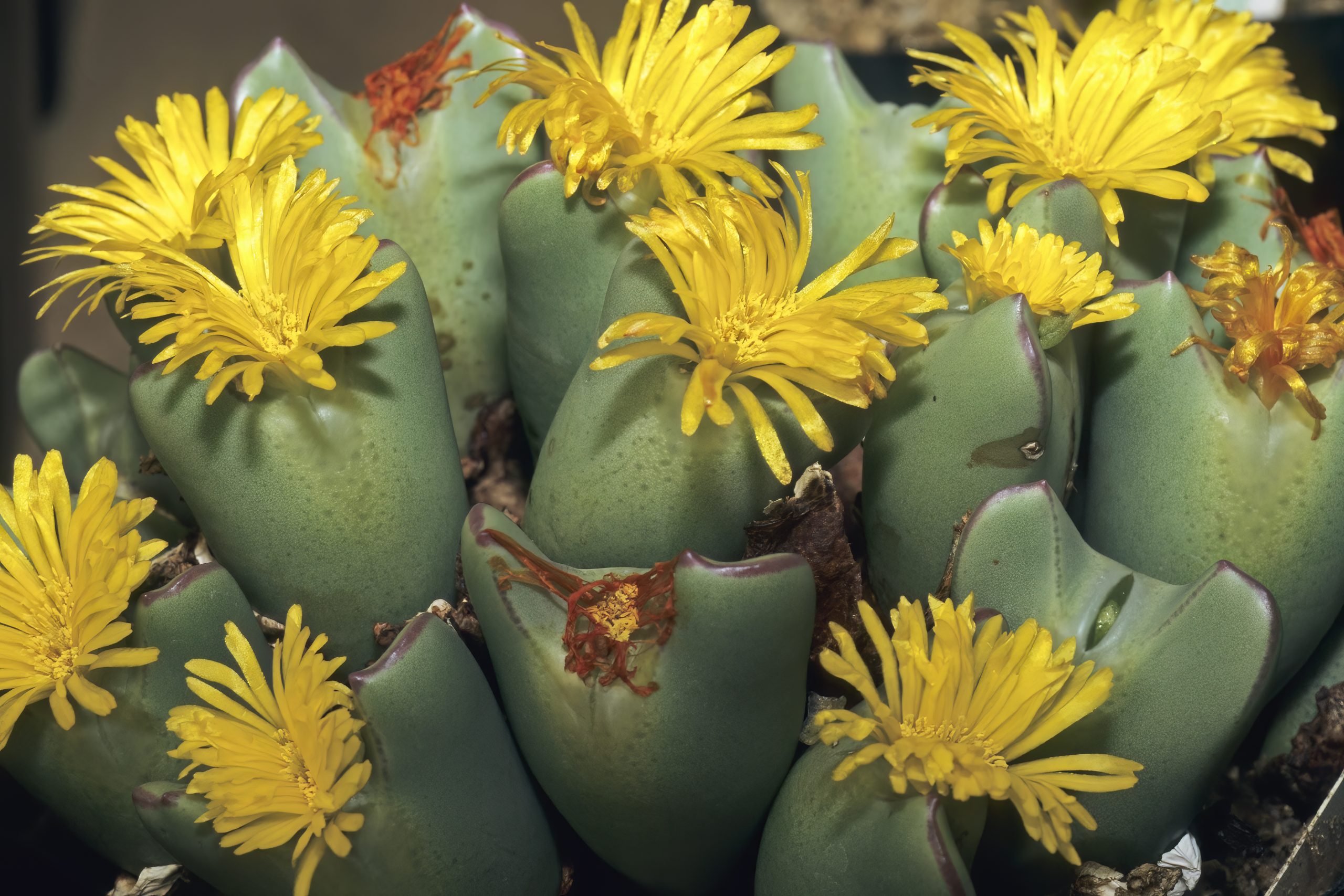 Conophytum bilobum