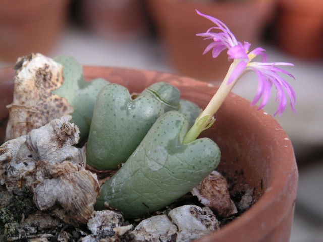 C. wettsteinii