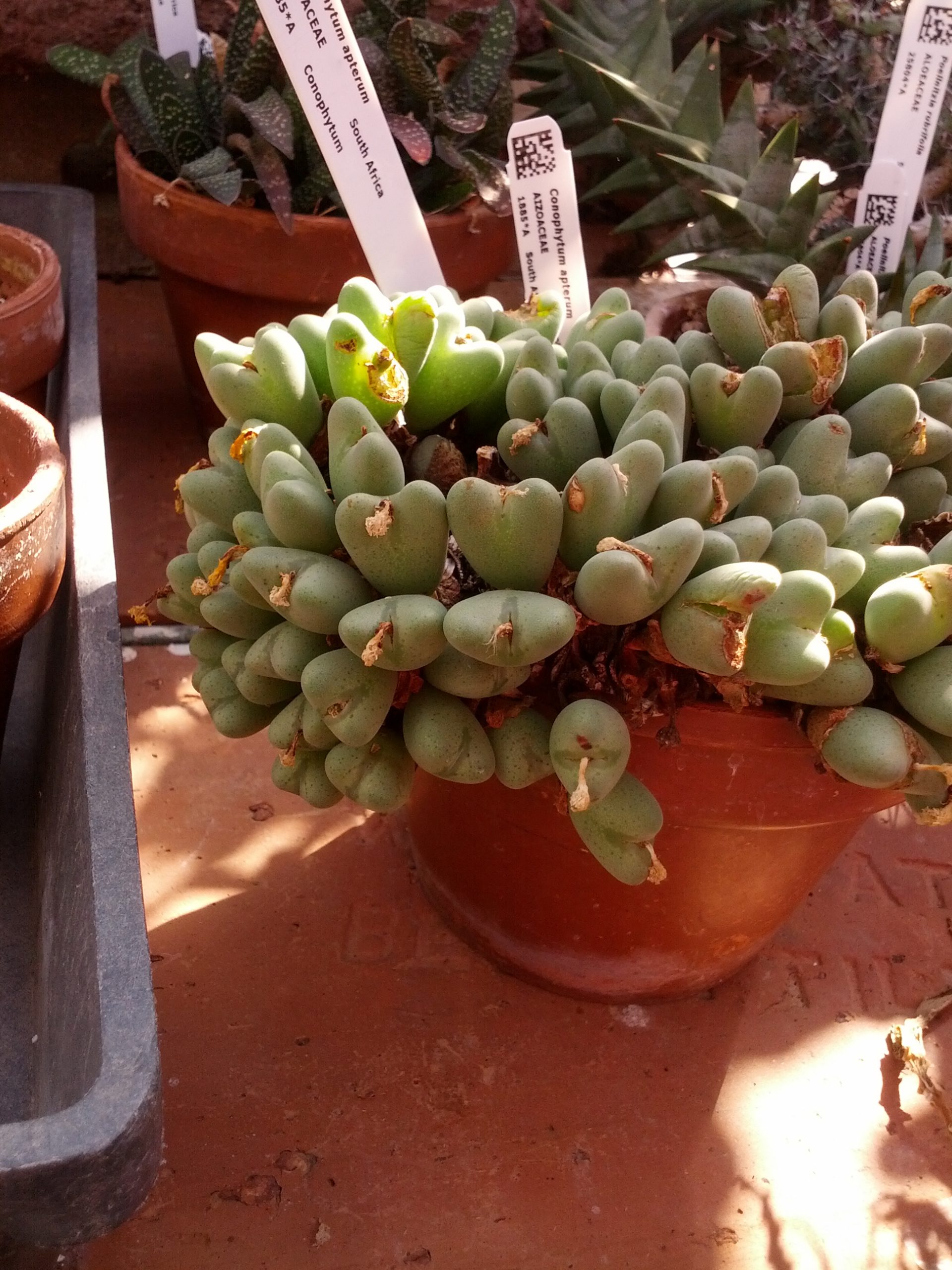 Conophytum acutum