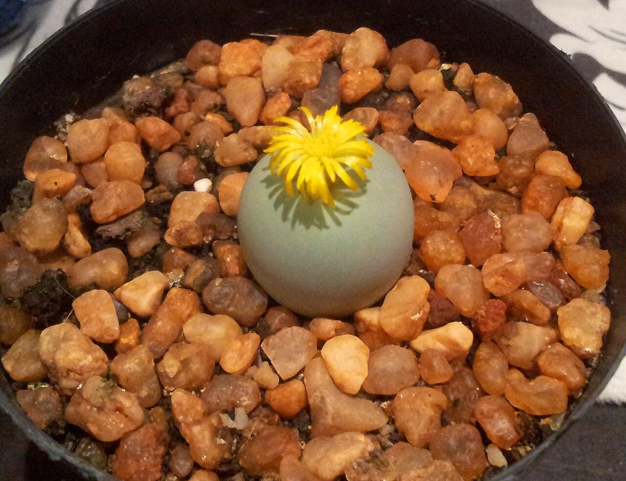 Conophytum calculus