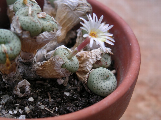 Conophytum fraternum en flor
