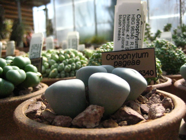 Conophytum pageae (detalle)