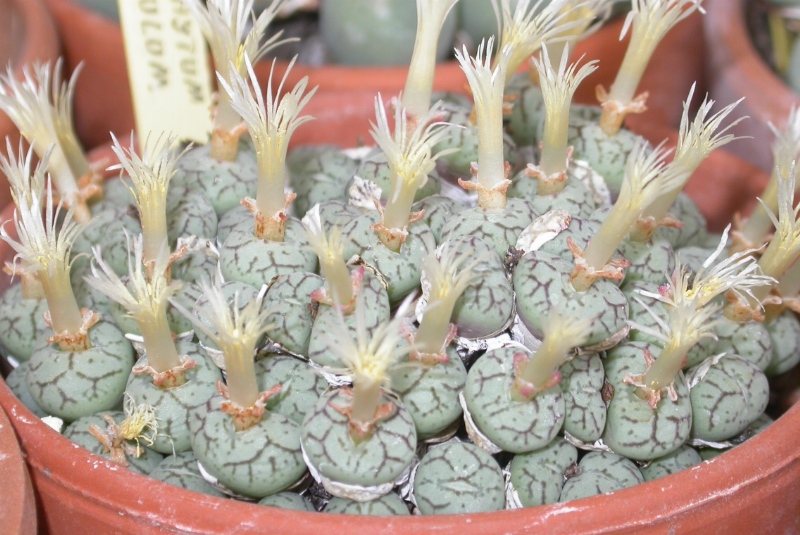 Conophytum minutum