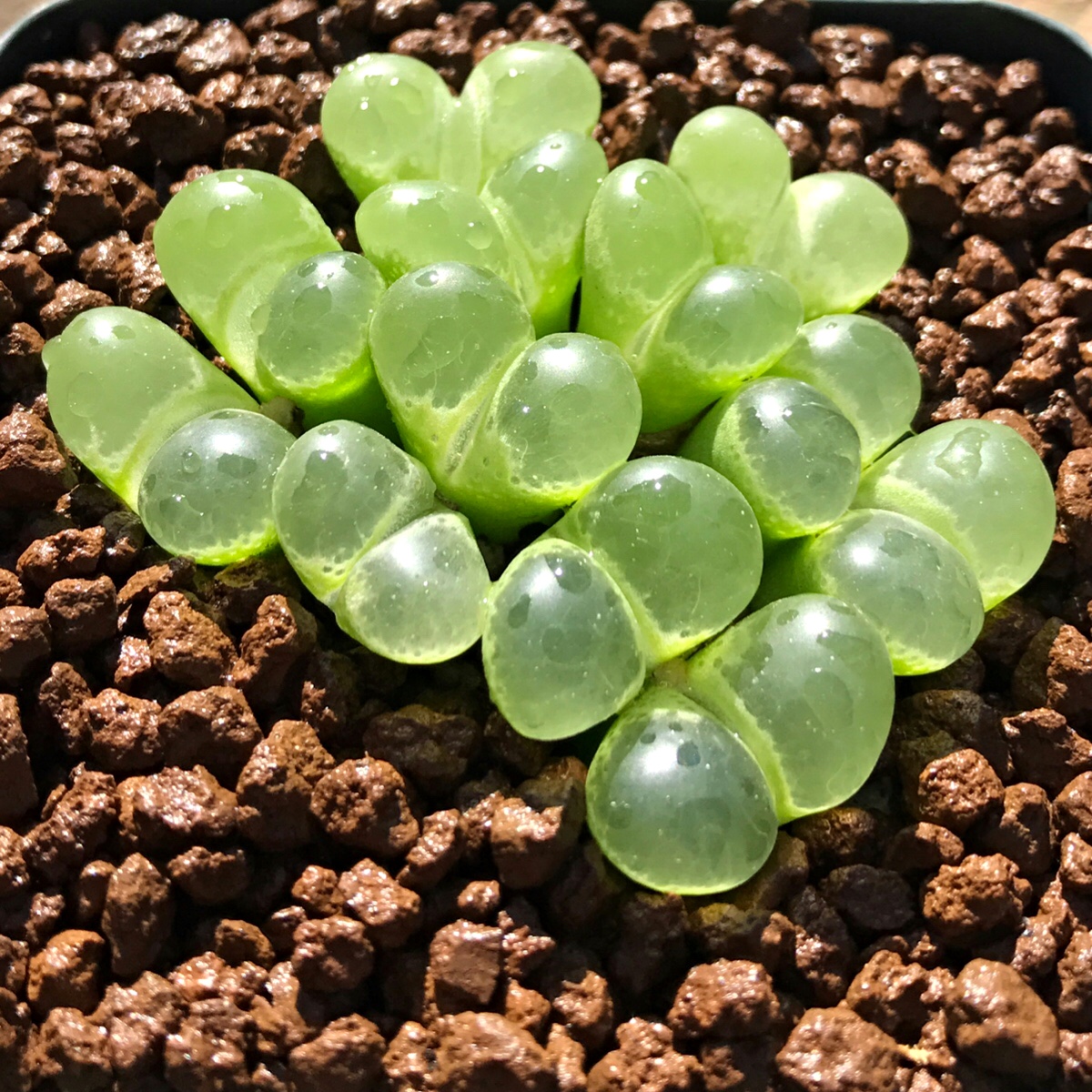 Conophytum limpidum, ejemplar de planta suculenta