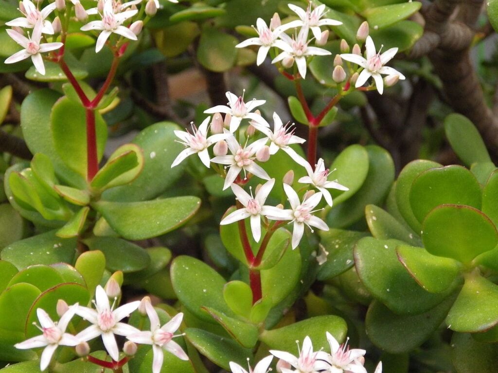 Crassula ovata
