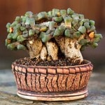 ALOINOPSIS