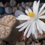Lithops