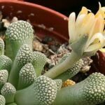 Titanopsis primosii