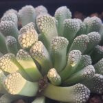 Titanopsis schwantesii