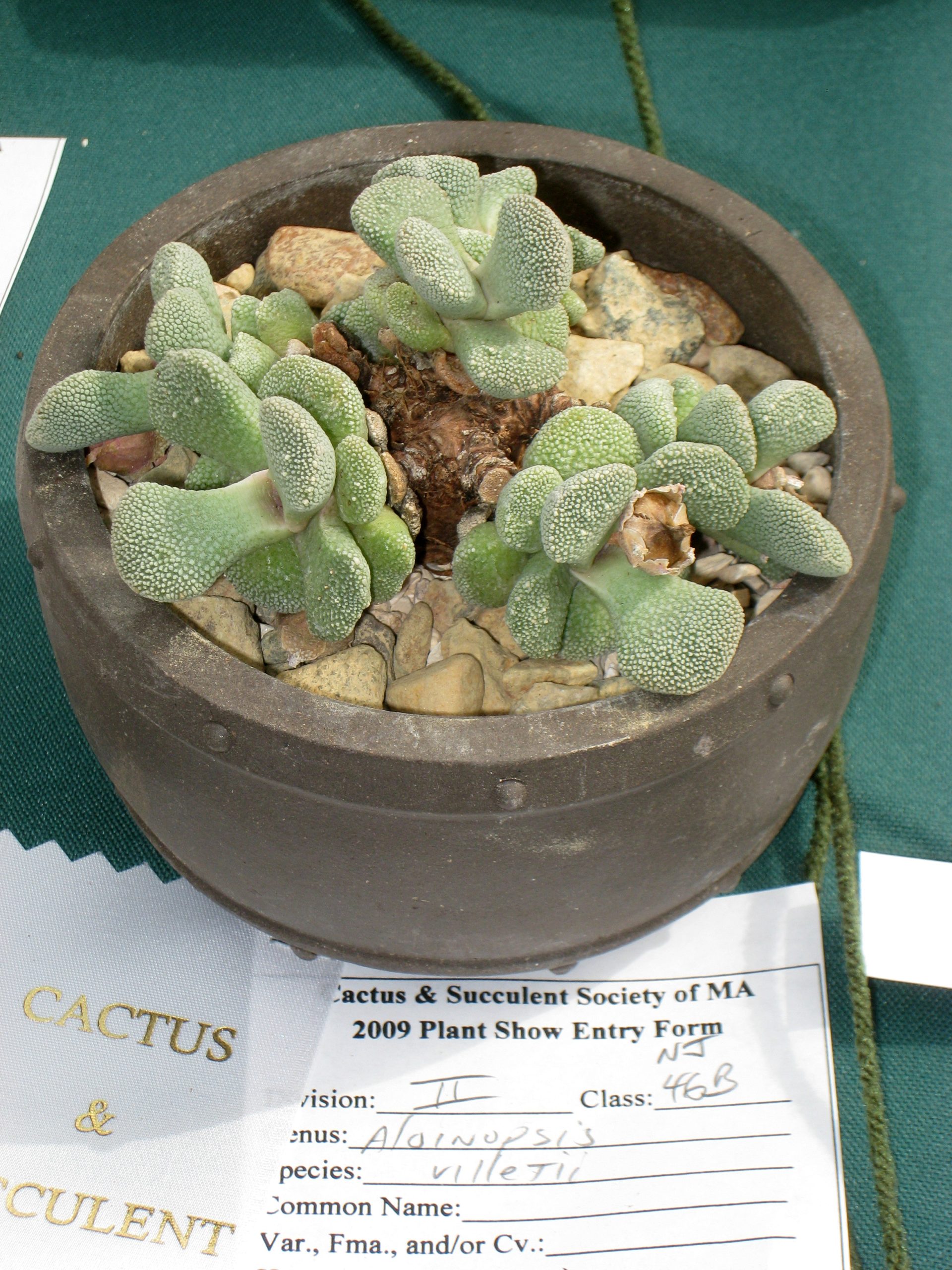 Aloinopsis luckhoffii (sinónimo histórico A. villetii), fotografía de Daderot