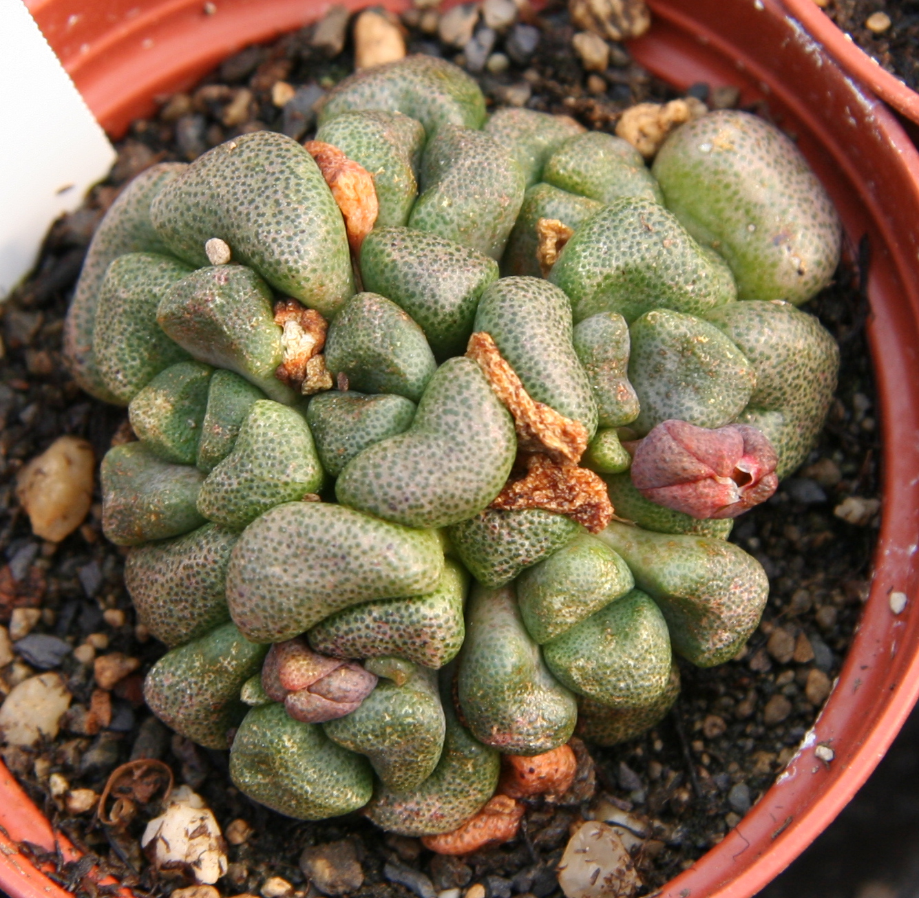 Aloinopsis schooneesii, planta suculenta fotografiada por Michael Wolf