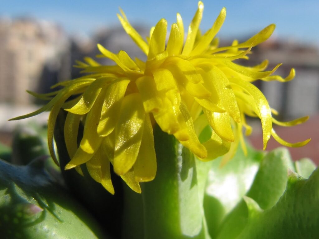 Faucaria bosscheana en flor