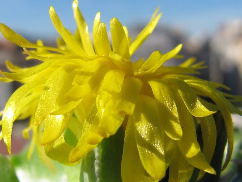 Flor de faucaria polinizada