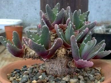Faucaria gratiae