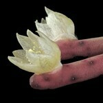 RHIPSALIS Plantas Crasas