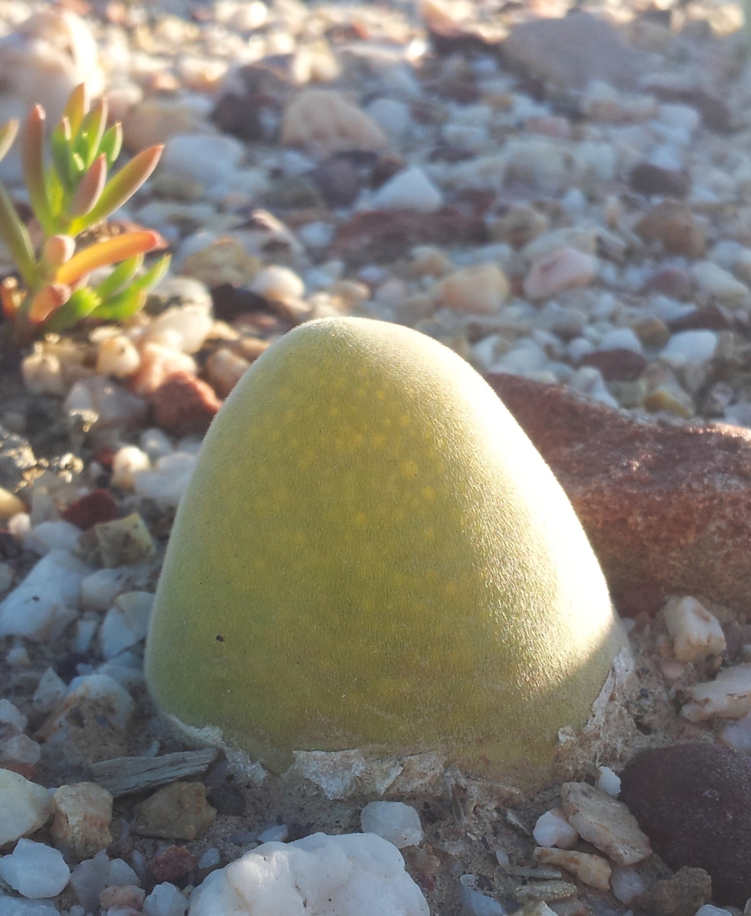 Muiria hortenseae