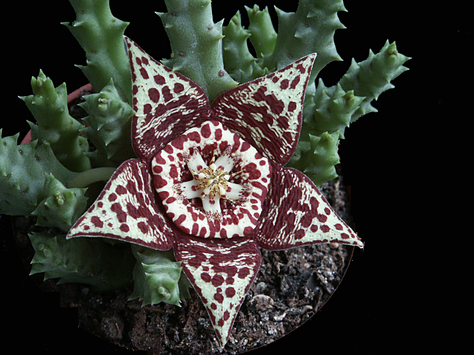 Orbea variegata