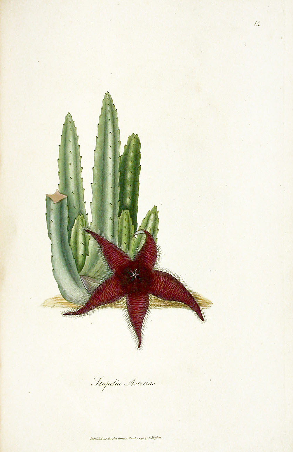 Lámina científica de Stapelia asterias