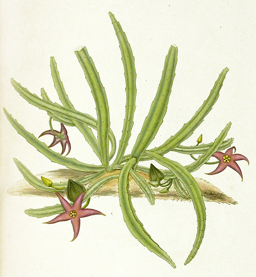 Lámina botánica de Stapelia divaricata
