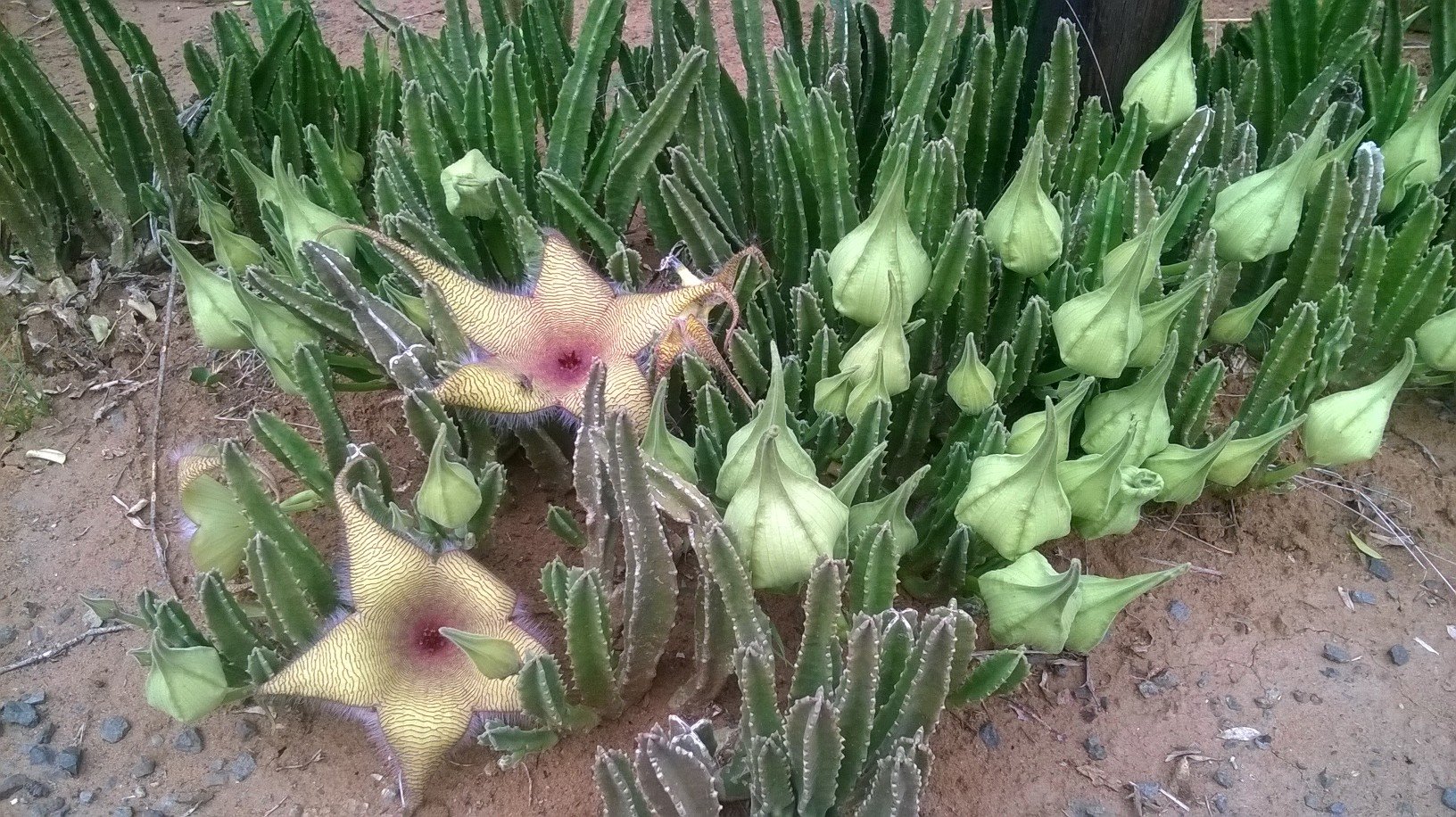 S. gigantea