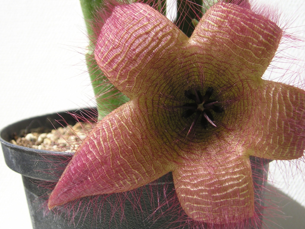 Stapelia hirsuta (flor)