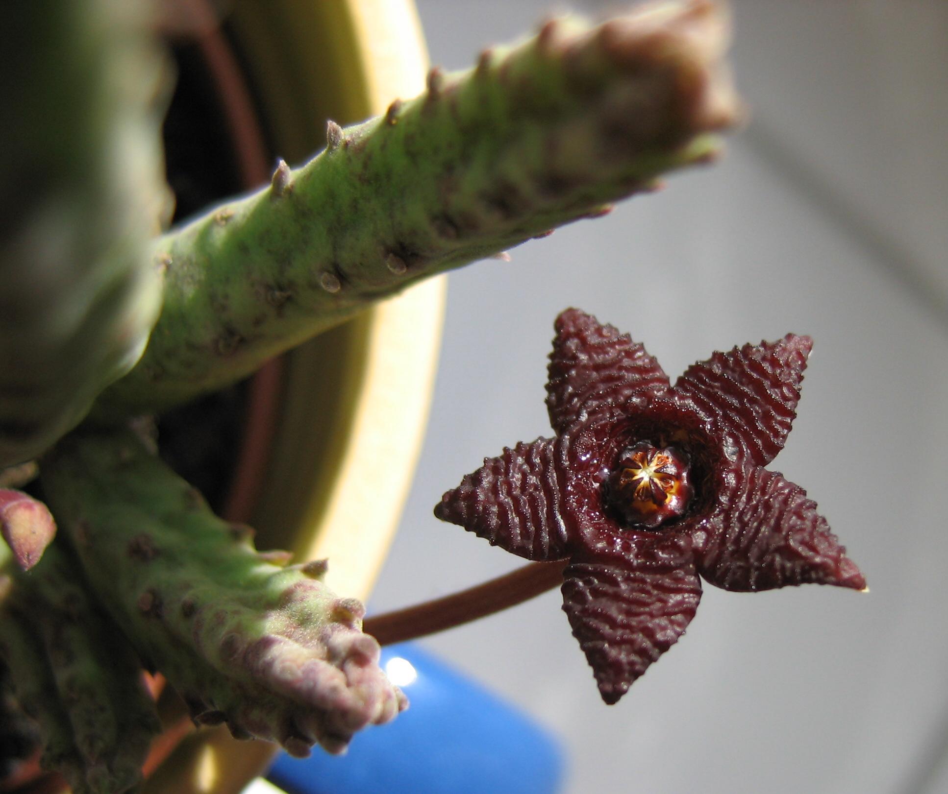 Flor de Stapelia similis, fotografía de Engeser
