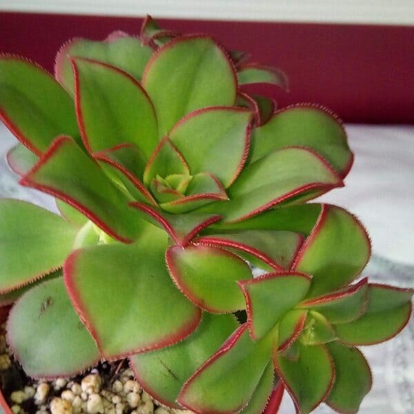 Aeonium haworthii Kiwi