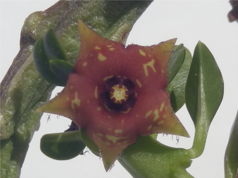 Frerea indica, ejemplar cultivado de la planta suculenta