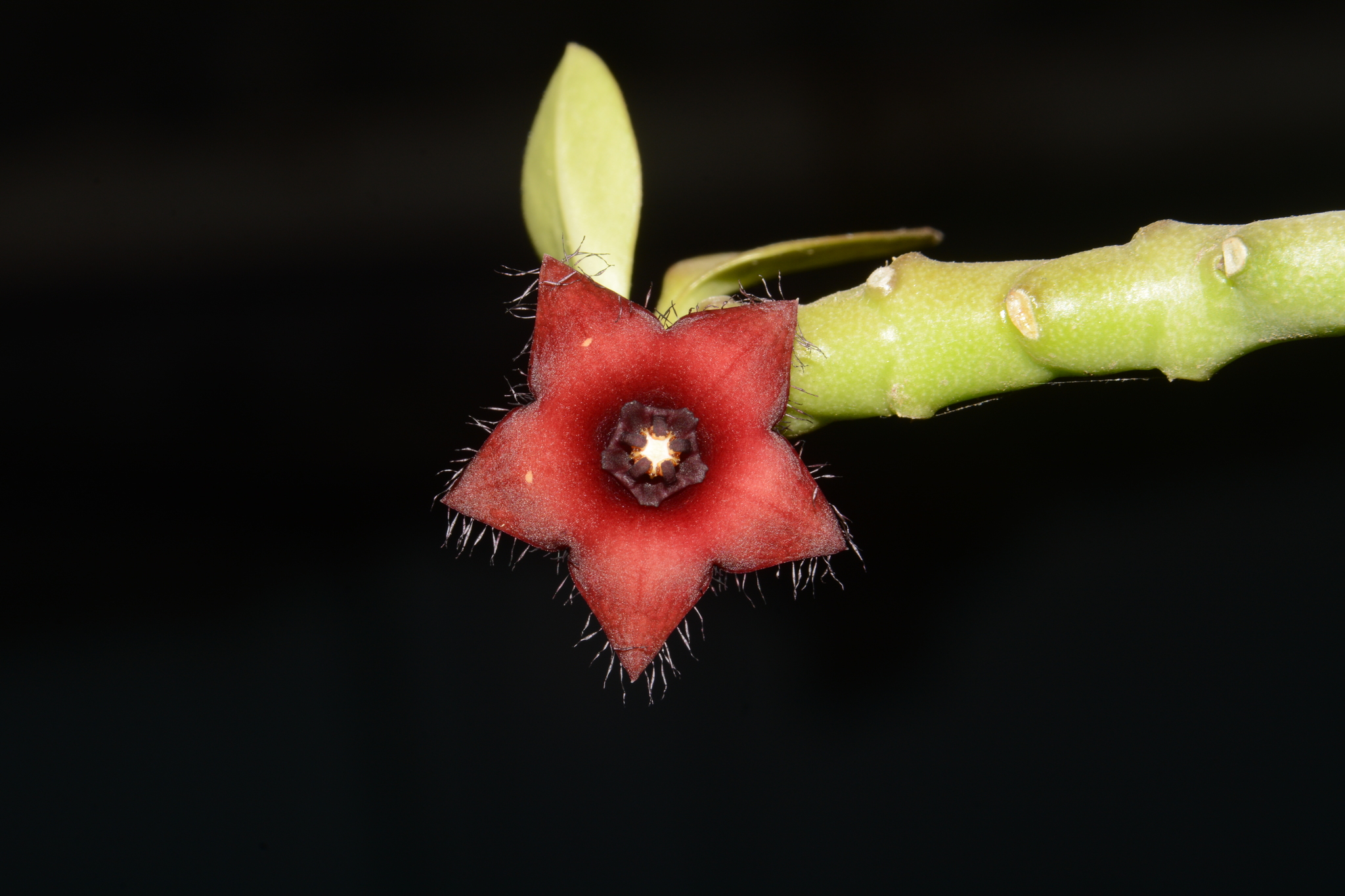 Boucerosia frerei (Frerea indica) en India