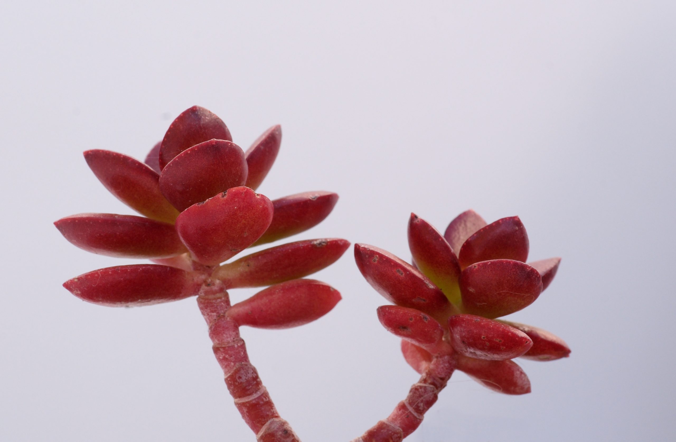 Sedum rubrotinctum con hojas carnosas de puntas rojizas