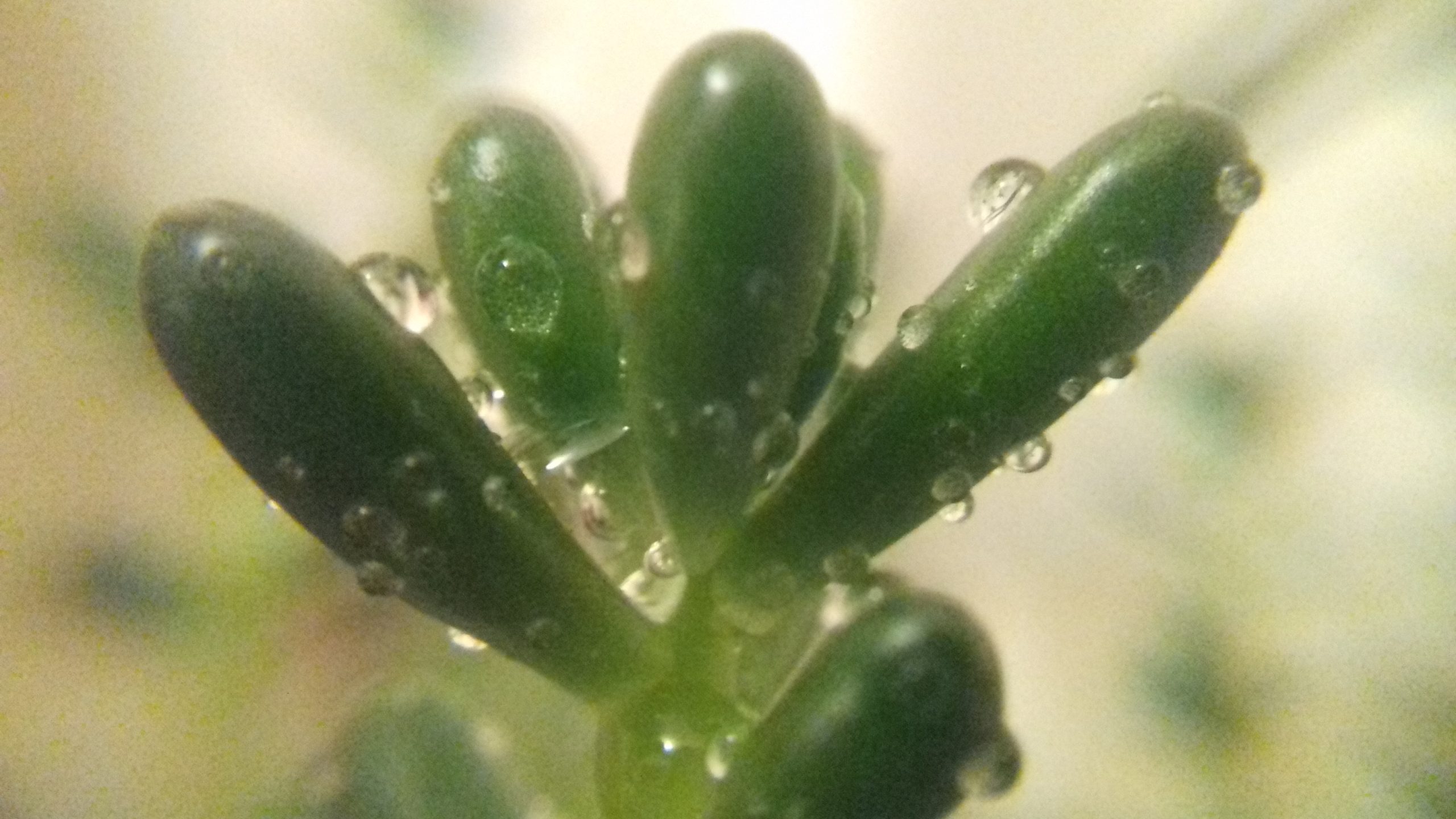 Detalle de las hojas carnosas de Sedum rubrotinctum