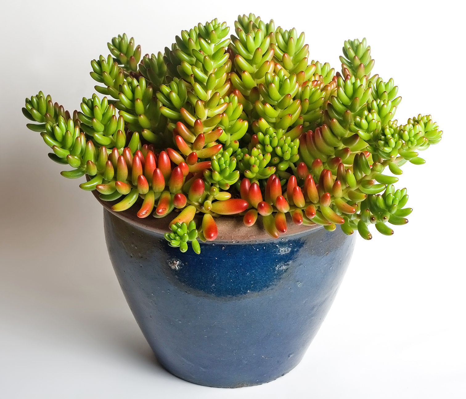 Sedum rubrotinctum de hojas verdes con puntas rojas