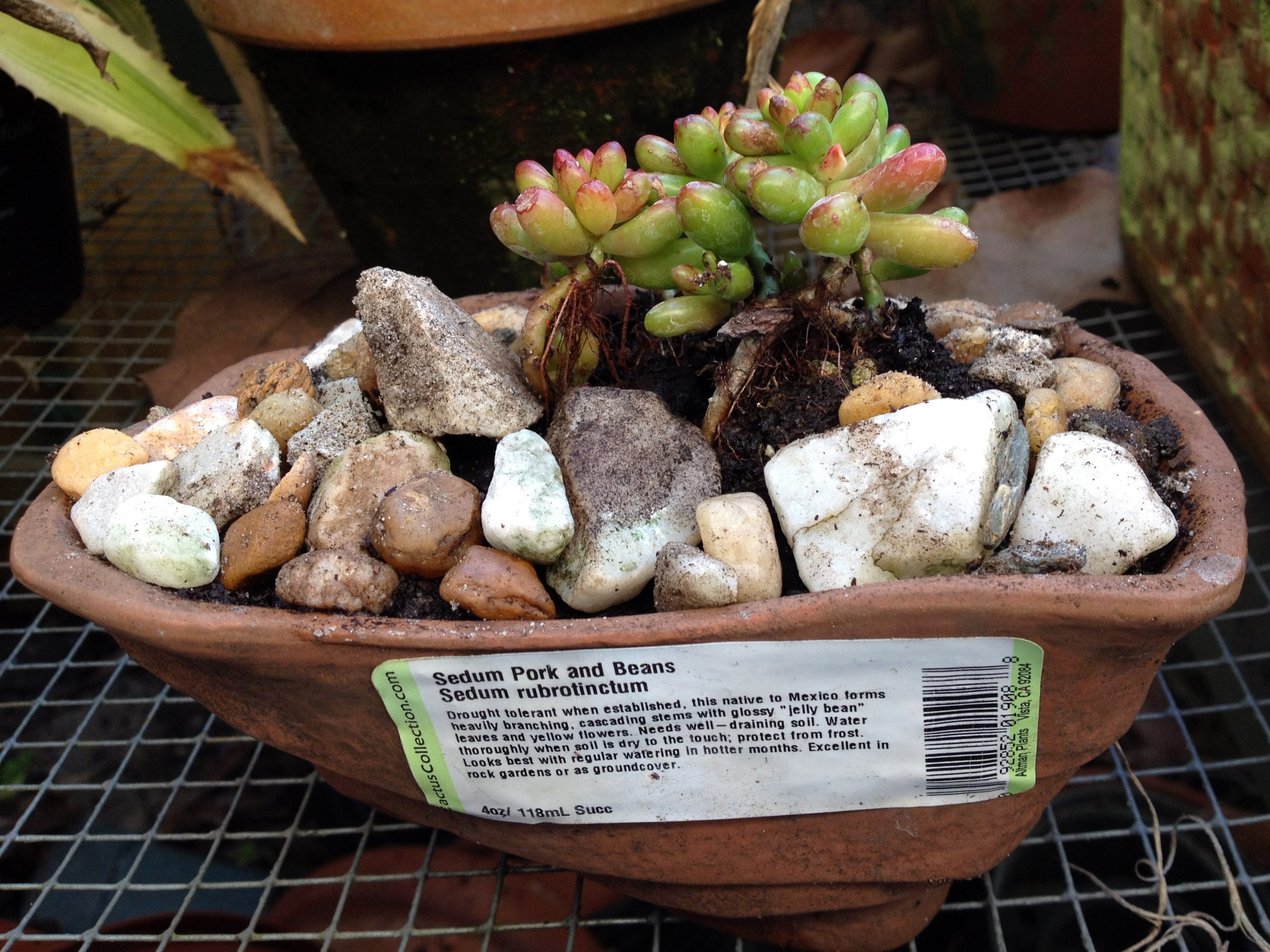 Sedum rubrotinctum cultivado en maceta