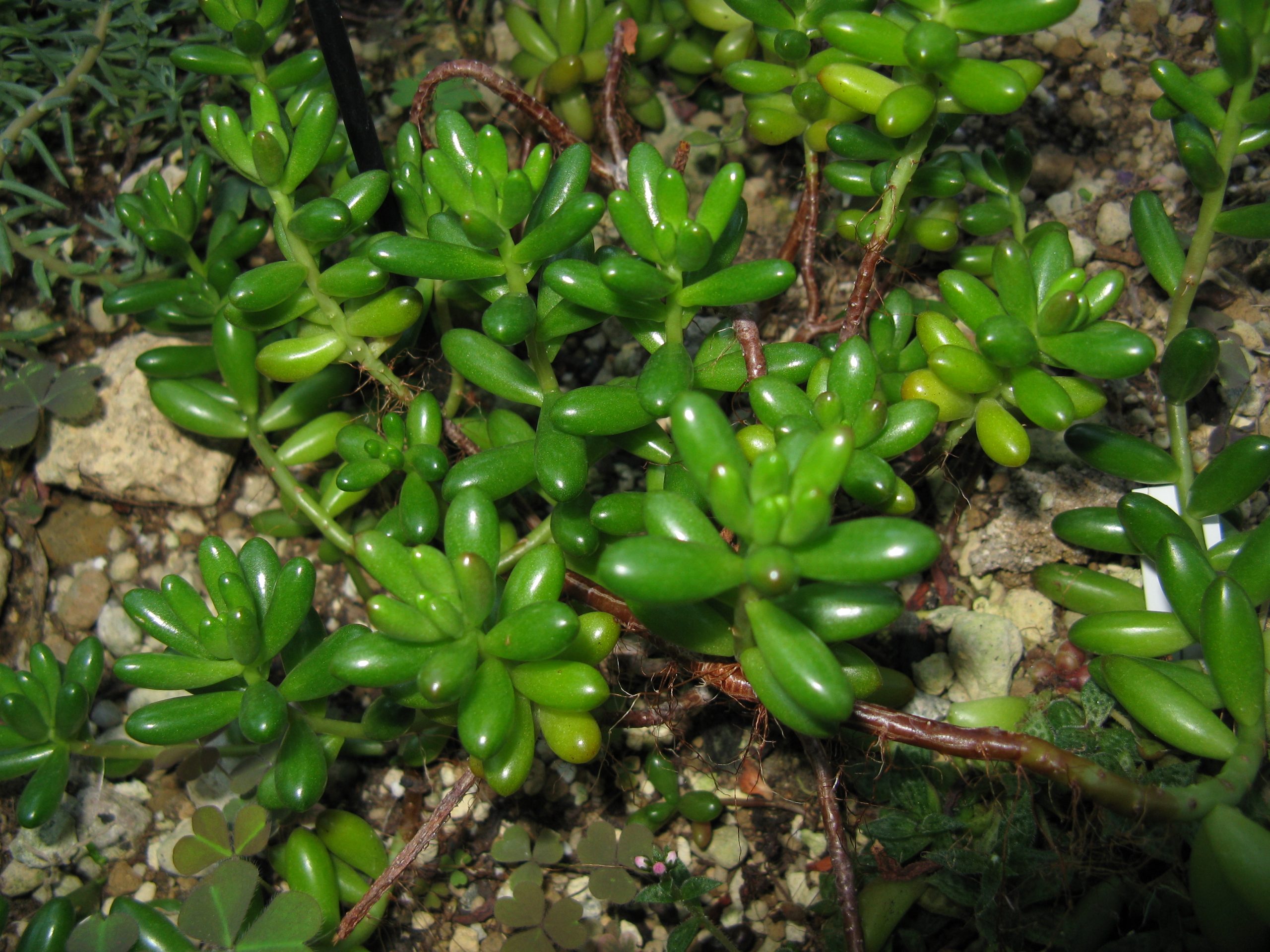 Sedum rubrotinctum de jardín botánico