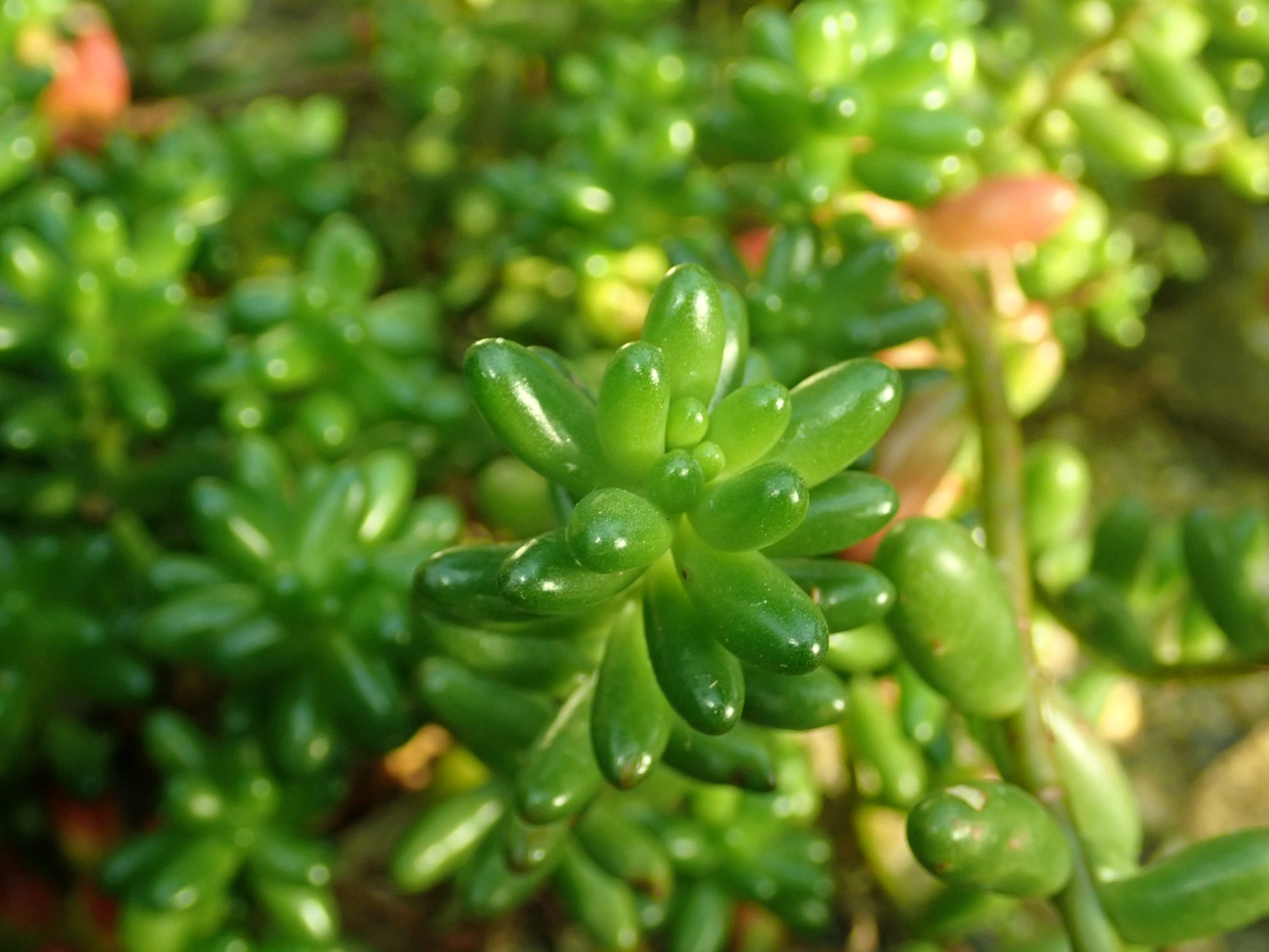 Sedum rubrotinctum cultivado en jardín botánico