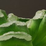 Haworthia truncata