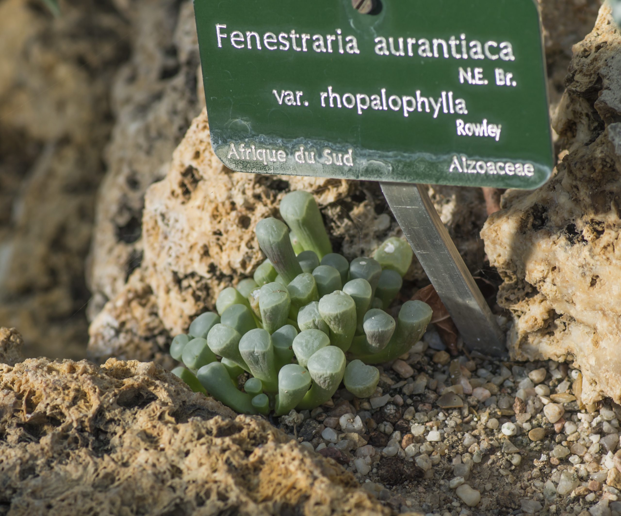 Fenestraria rhopalophylla subsp. aurantiaca