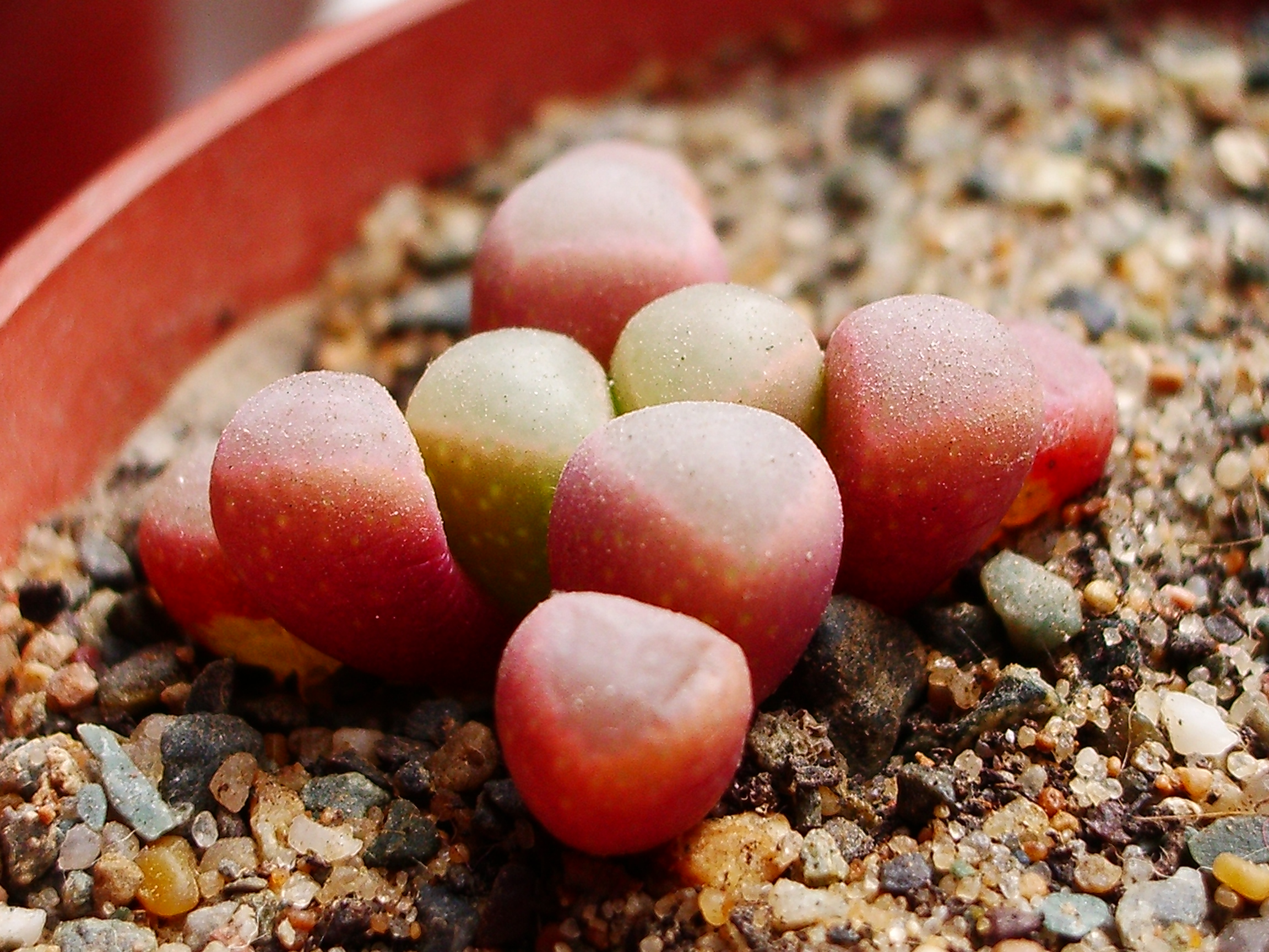 Fenestraria rhopalophylla subsp. aurantiaca
