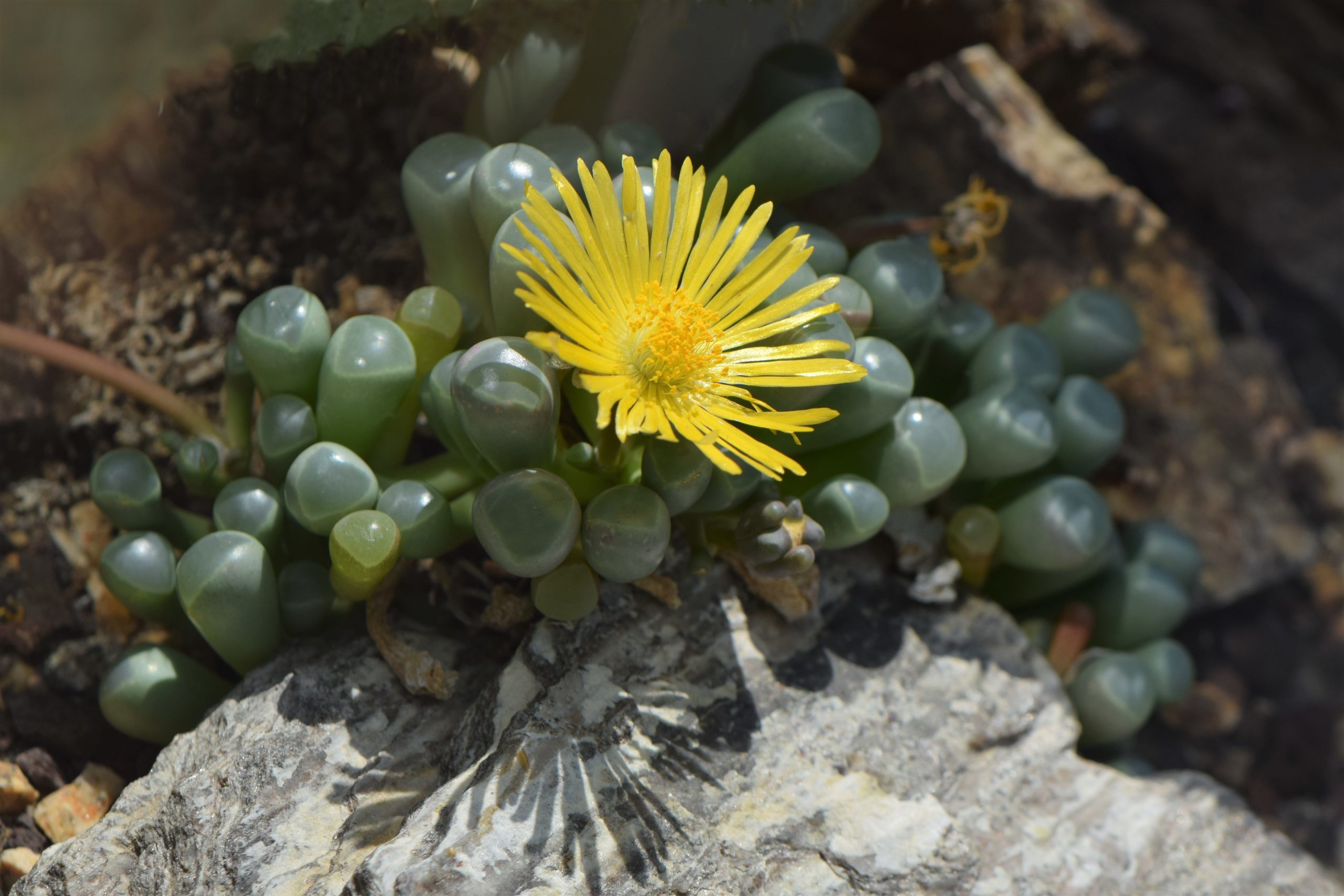 Fenestraria rhopalophylla
