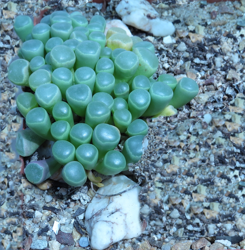 Fenestraria rhopalophylla, detalle de las ventanas foliares